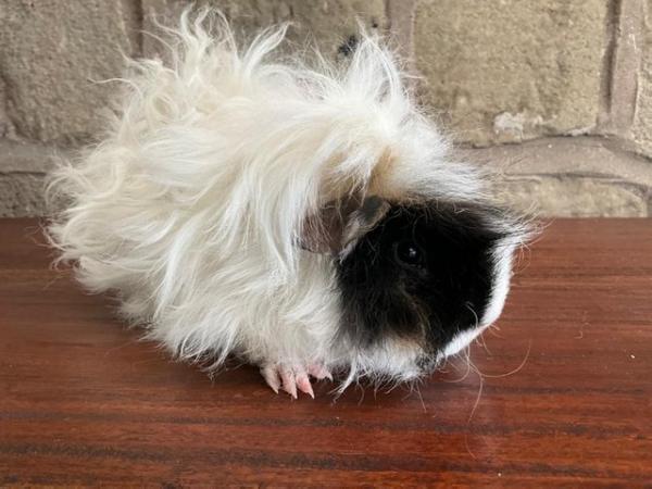 Image 1 of Stunning young curly longhaired male Guinea Pig