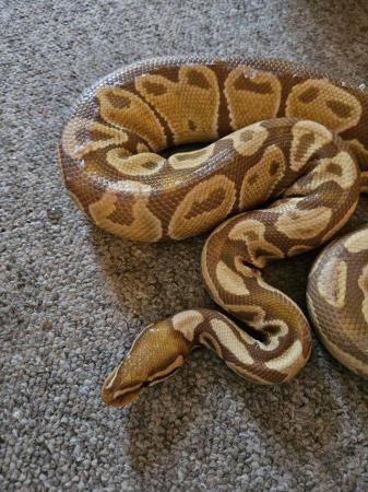 Image 2 of Beautiful royal pythons all for sale