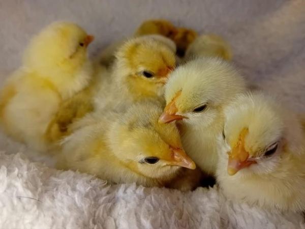 Image 5 of Porcelain Sablepoot Bantam Chicks ~ hatched 17.4.24