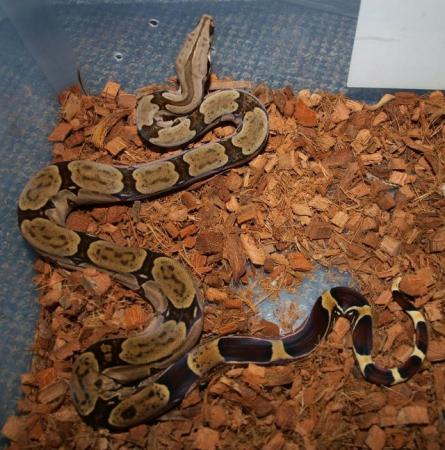 Image 7 of Suriname BCC (True red tail boa constrictor)