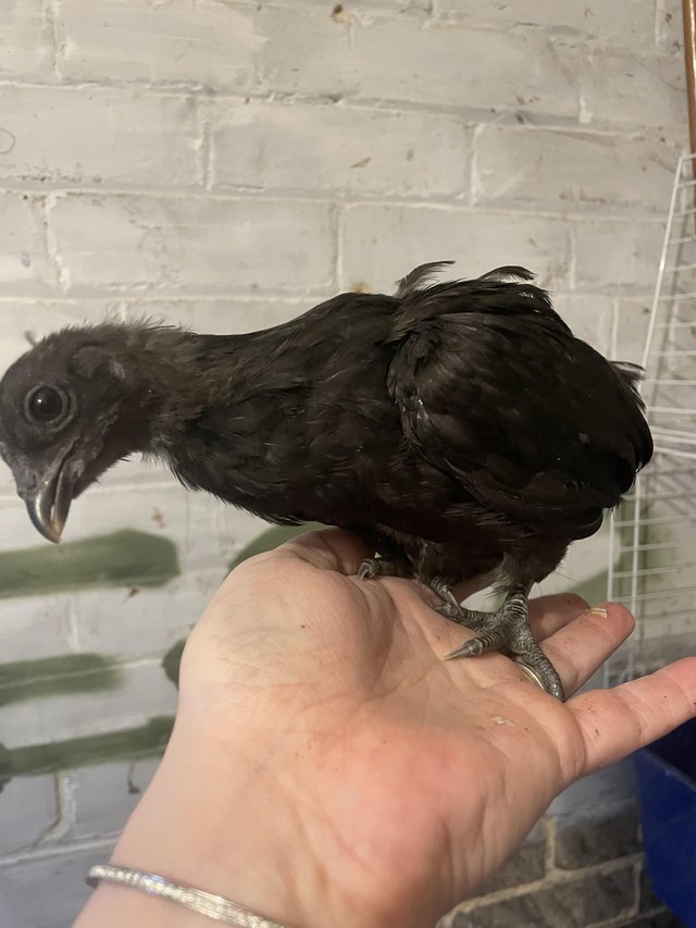 Preview of the first image of Ayam Cemani - Rare Breed.