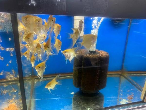 Image 2 of Angelfish For Sale (Home Breed)