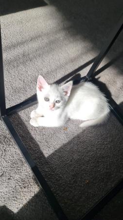 Image 11 of Stunning white kittens for sale