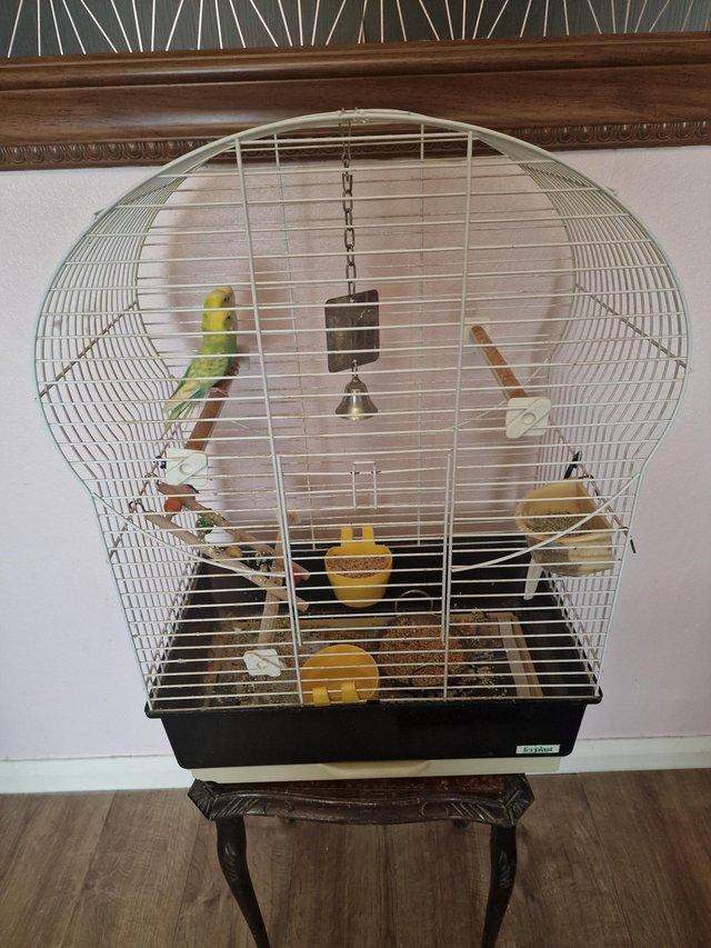 Preview of the first image of Three budgies with cage.