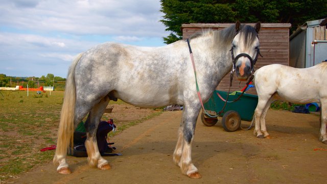 Image 3 of 2nd Ridden/Potential Ponyclub/Competition Pony