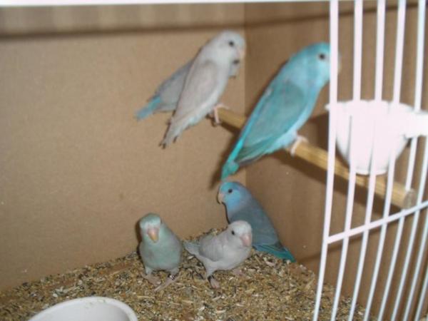 Image 2 of 2 hen celestials 2003 cage bred