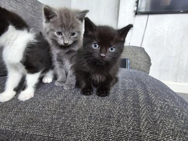 Image 9 of Kittens Ready in 2 Weeks (only black and white and black lef