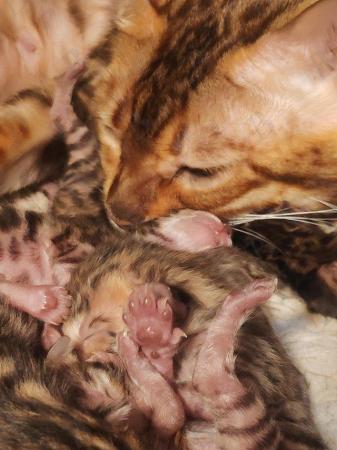 Image 6 of Bengal Pedigree Kittens TICA registered from LilBengals
