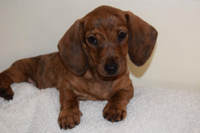 ADORABLE KC REG MINIATURE SMOOTH DACHSHUND GIRL for sale in Holyhead/Caergybi, Isle of Anglesey