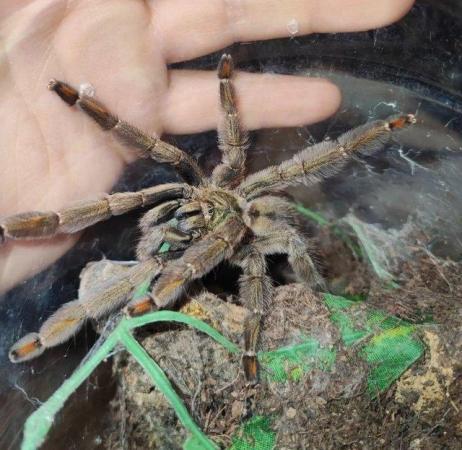 Image 3 of 3 Tarantulas available as collection or individually