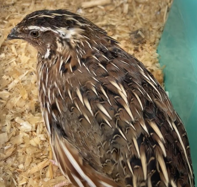 Preview of the first image of Year old male quail looking for a new home.