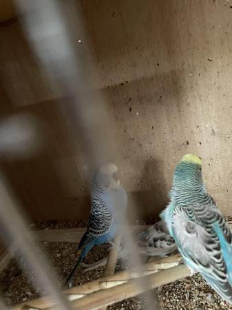 Image 4 of Budgies for sale around 12 months old