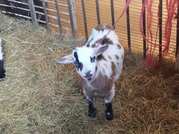 Image 3 of Young pygmy goats about ,six. Months old
