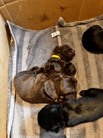 Image 5 of Working cocker spaniel puppies
