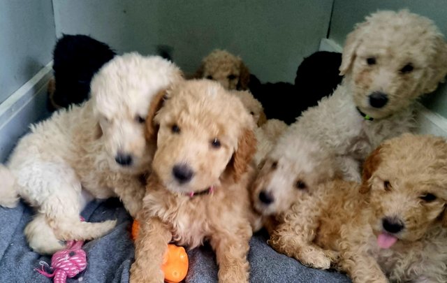 Image 11 of Ready to leave now. Goldendoodle puppies