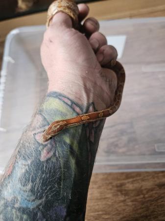 Image 1 of Female okeetee corn snake with or without full setup