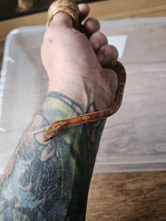 Preview of the first image of Female okeetee corn snake with or without full setup.