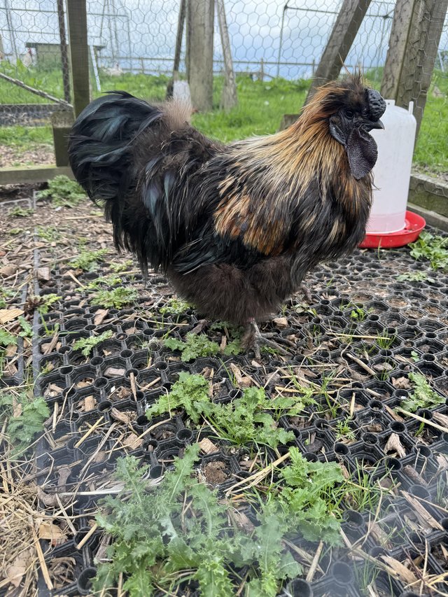 Preview of the first image of Standard Silkie cockerel 2yrs old.