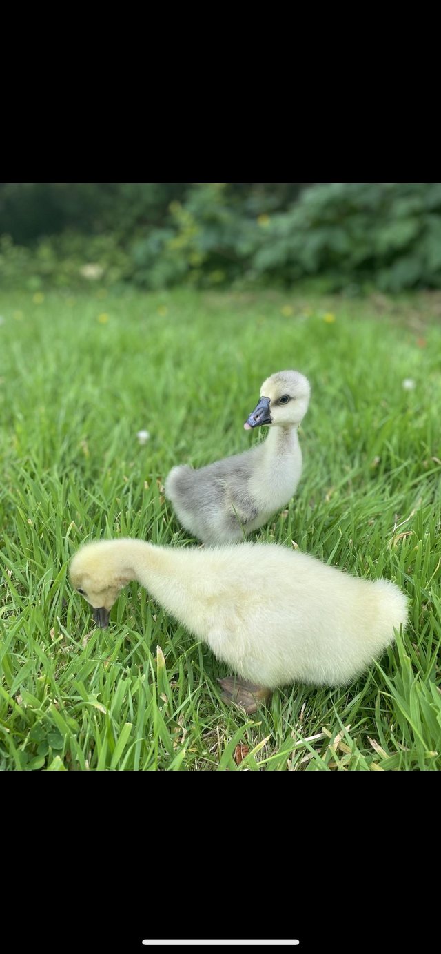 Preview of the first image of Preorder unsexed chinese geese goslings.