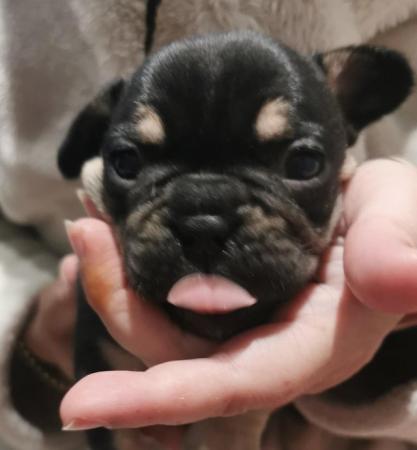 Image 11 of reduced qualityKc registered french bull dog puppies
