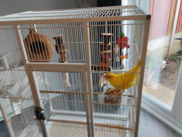 Image 5 of parakeet  and Cage and all accessories