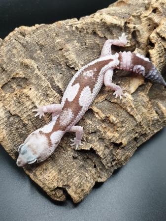 Image 4 of African Fat-Tailed Geckos cb23 various morphs