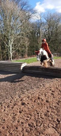 Image 1 of 14hh cob gelding available for part loan