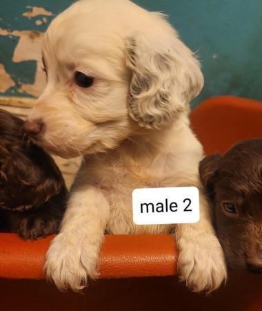 Image 16 of Springer spaniel puppies for sale!