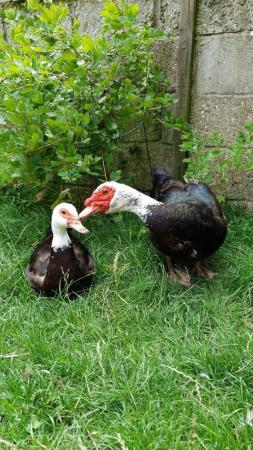 Image 2 of Pied Muscovy Male approx 1 year old