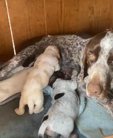 Image 1 of Pure Bred German Shorthaired Pointer puppies