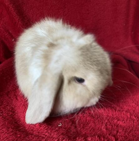 Image 6 of Adorable Mini Lop Rabbits