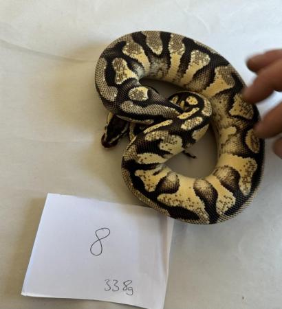 Image 9 of Ball pythons, selling whole collection plus vivs