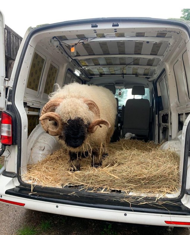 Preview of the first image of Proven Valais Blacknose Ram.