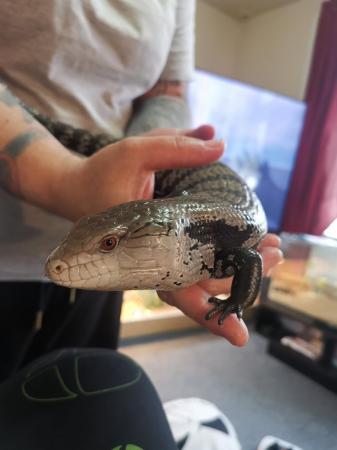 Image 4 of Blue Tongue Skink for rehoming