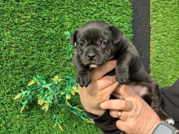 Image 3 of Staffordshire bull terrier puppy (female)