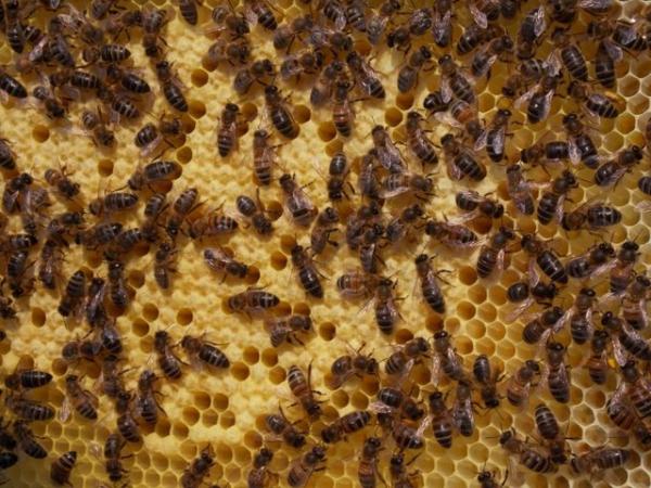 Image 1 of Honey Bee Nuc, Carniolan type