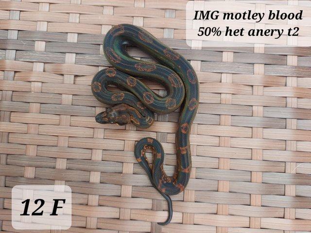 Preview of the first image of Boa imperator motley,motley blood,img motley het and visual.
