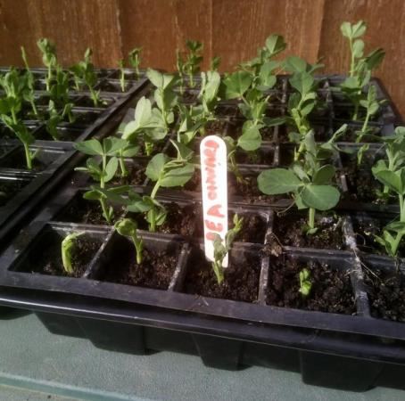 Image 2 of 5 x Pea plants ( onward ) for £2, 10 plants for £3.50 or 20