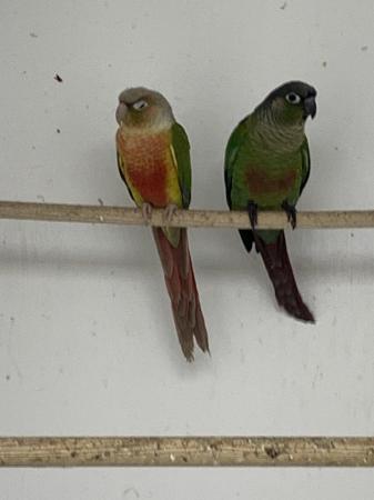 Image 4 of 2 Baby conures for sale stunning birds
