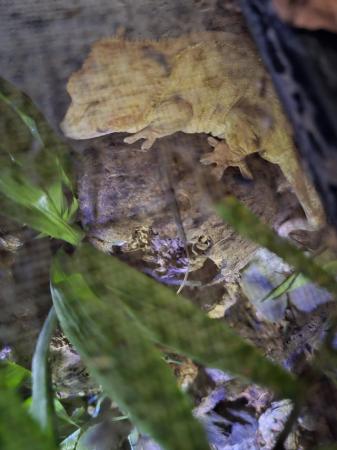 Image 5 of Crested gecko for sale, beautiful girl.