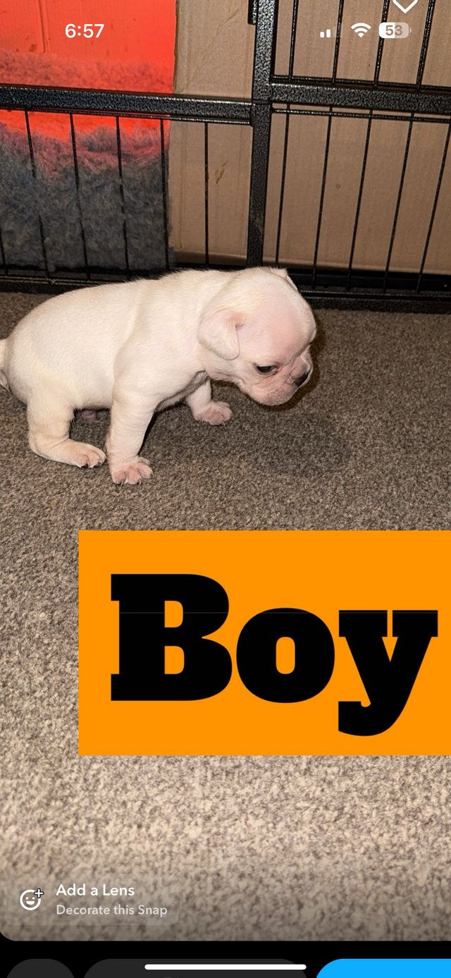 Preview of the first image of 3 stunning French bulldog puppies.