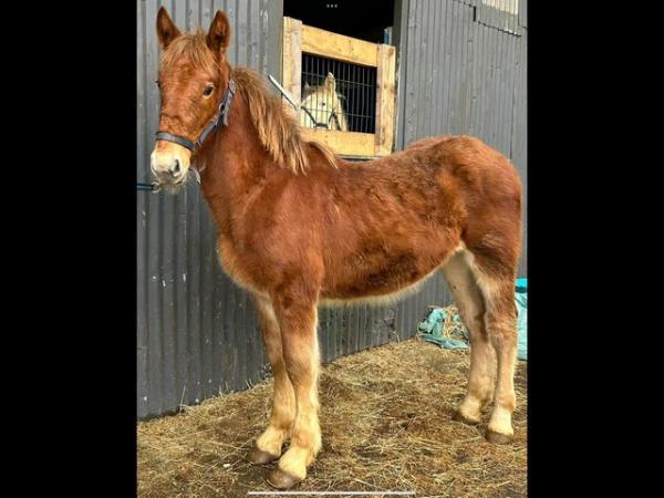 Image 3 of Fully registered Suffolk punch colt