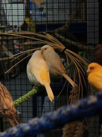 Image 4 of Canarys canaries yellow Fife diamorphic harlequin Mosaic LDN