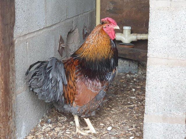 Preview of the first image of BLUE LACED WYANDOTTE L/F 2023 COCKEREL.