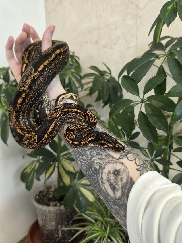 IMG Paradigm Arabesque Male Boa — photo 3 of 4