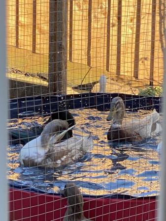 Image 1 of Ducks for sale various breeds