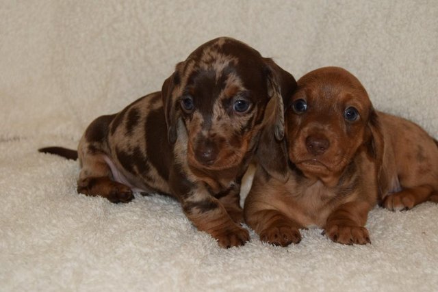 Image 7 of MINIATURE SMOOTH DACHSHUND PUPPIES