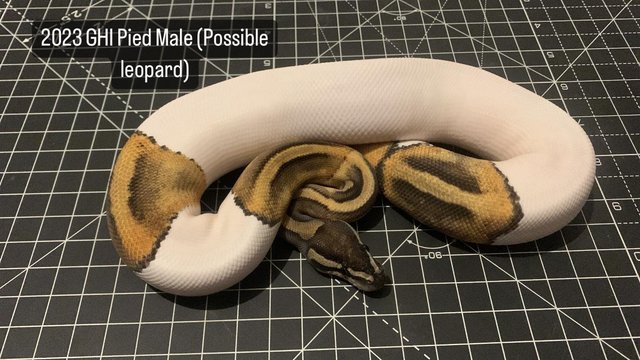 Image 4 of 2023 Various Pied Clown Pied Royal Ball Pythons Snake