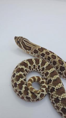 Image 4 of Hognose Snakes Superconda for sale various see Description