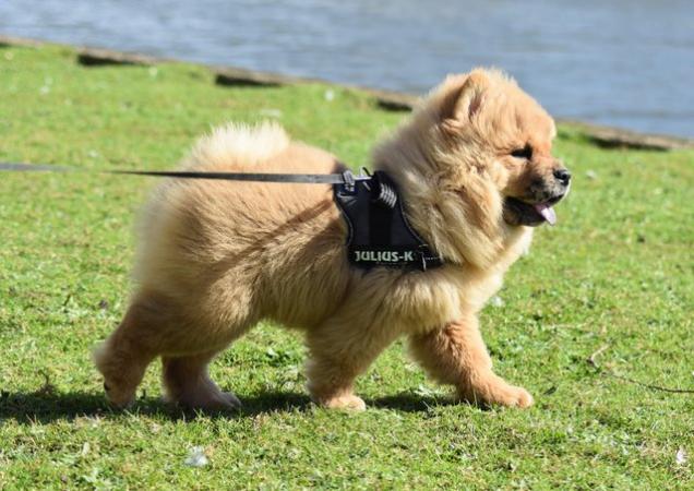 Image 5 of Chow chow Boy - RARE Red Merle